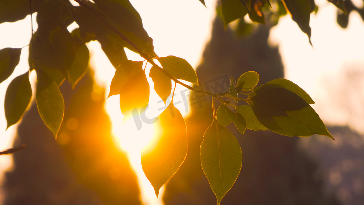实拍阳光夕阳逆光树叶唯美光影实拍图片
