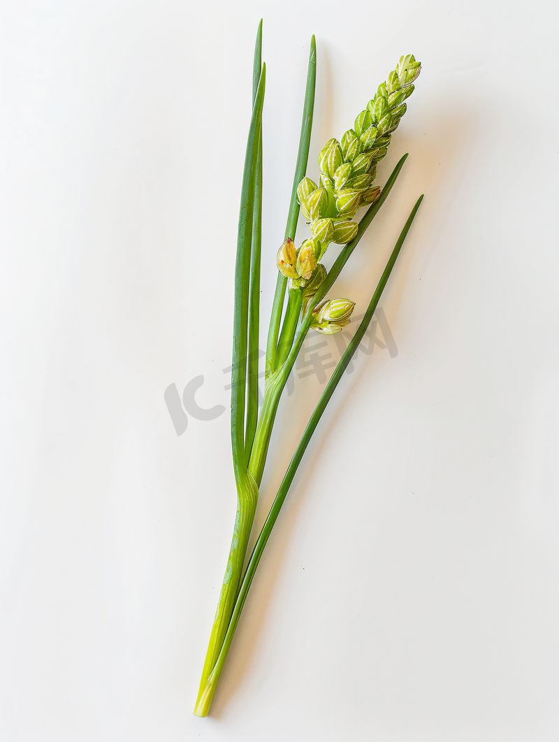 白色背景下分离的葱花、洋葱或洋葱花茎图片
