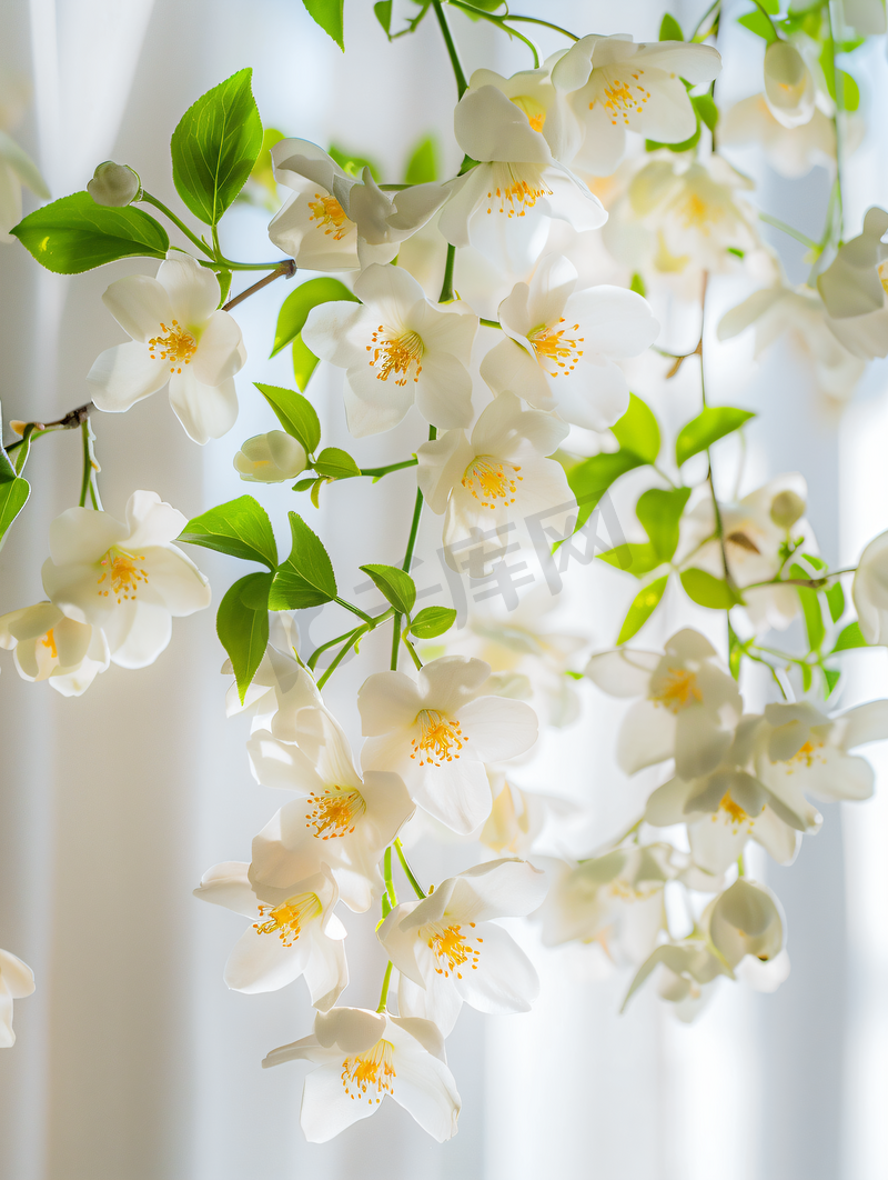 白茉莉花枝娇嫩的春天的花朵图片