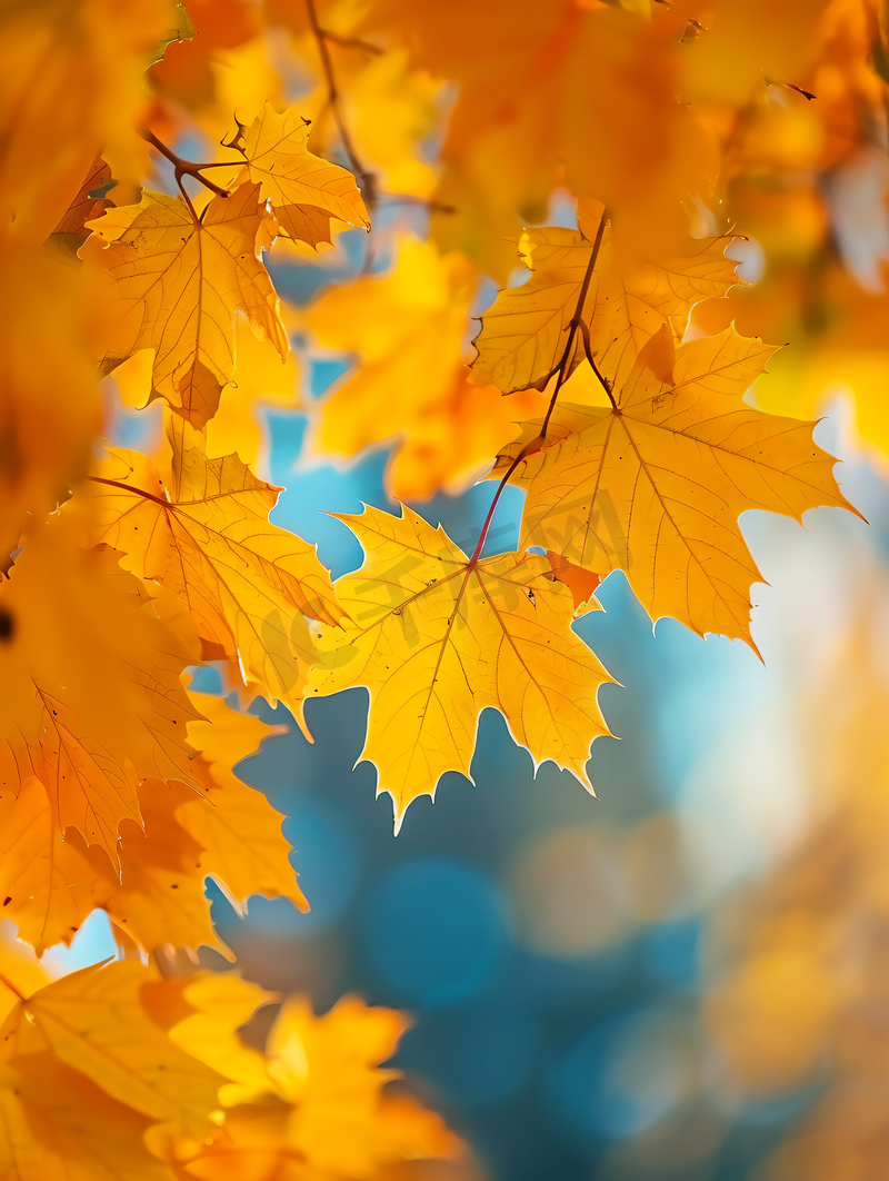 秋叶金色的秋天图片