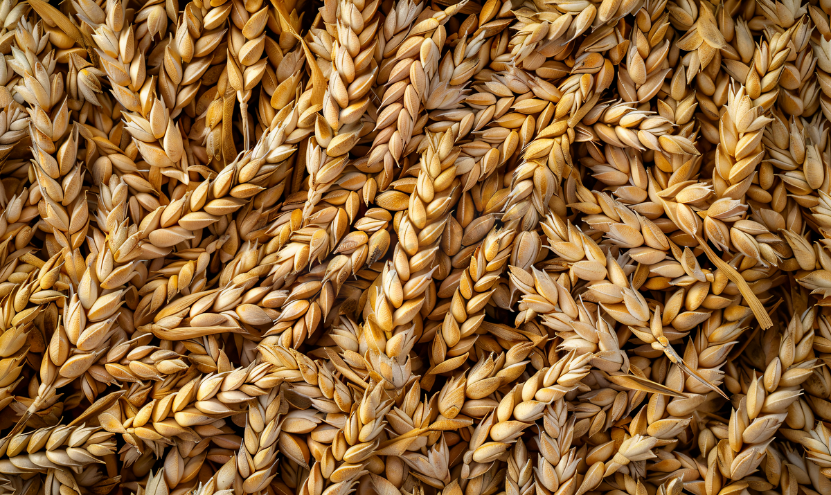 许多硬红冬小麦小黑麦或黑麦谷物图片