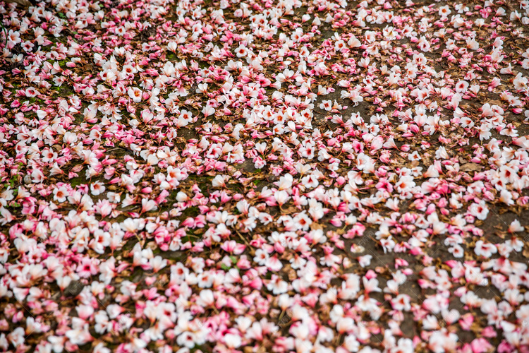 雨后地上花朵摄影图