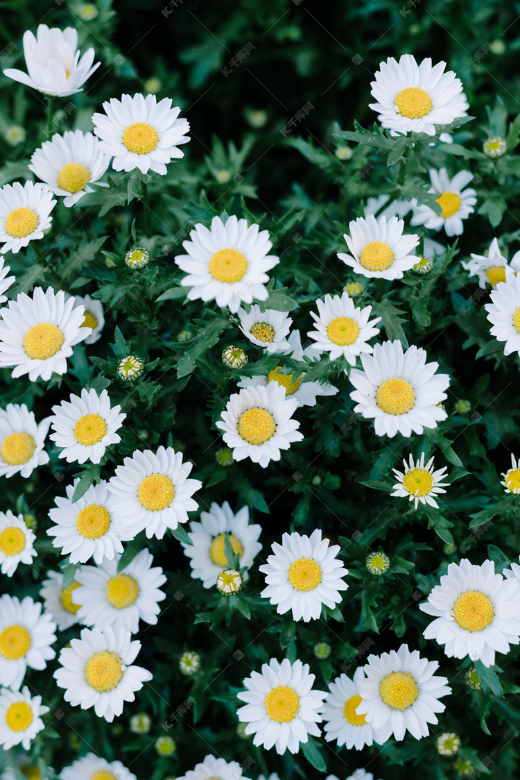 春天自然花朵白色摄影图