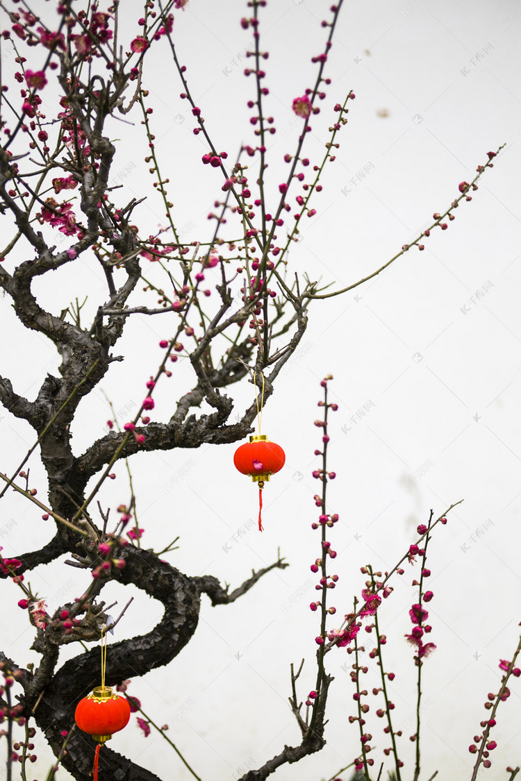 杭州植物园风景红梅灯笼摄影图