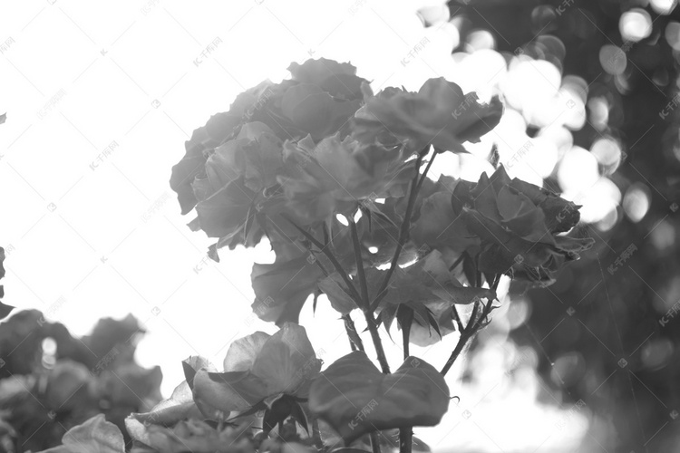 夏天黑白花朵自然风景摄影图