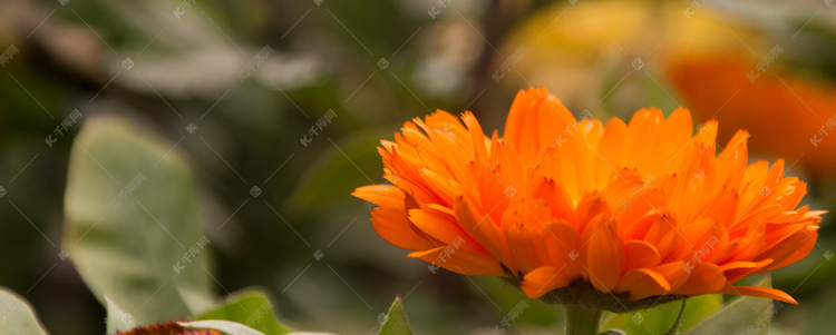 橙色非洲菊花朵自然风景摄影图