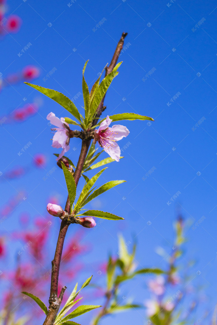 蓝天下桃花自然风景摄影图