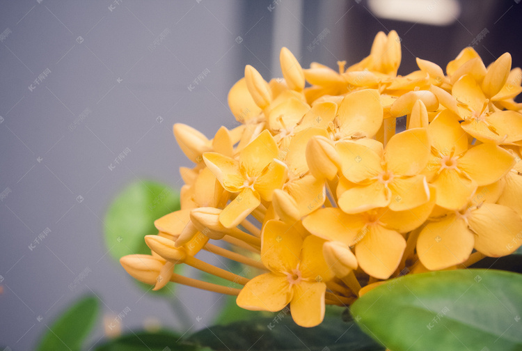 黄色多花瓣花朵照片