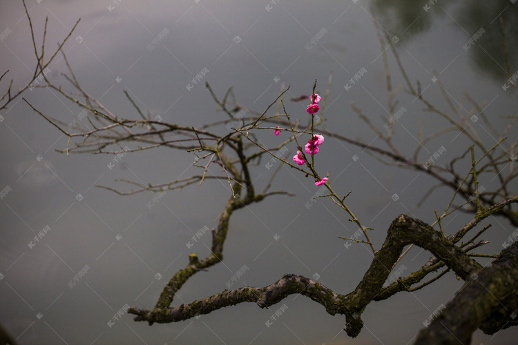 杭州植物园风景红梅枝杈特写摄影