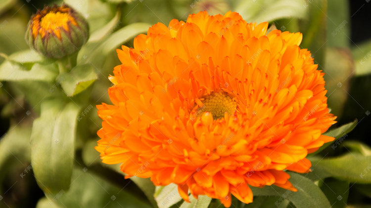 橙色非洲菊花朵自然风景摄影图