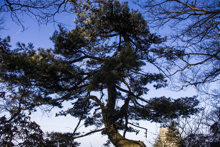 尧山古树风景名胜自然风光摄影图