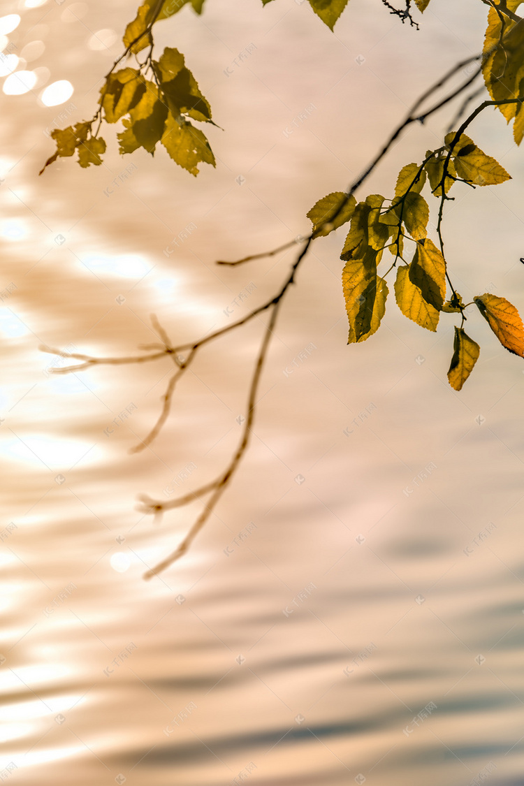 树枝叶子和水面摄影图