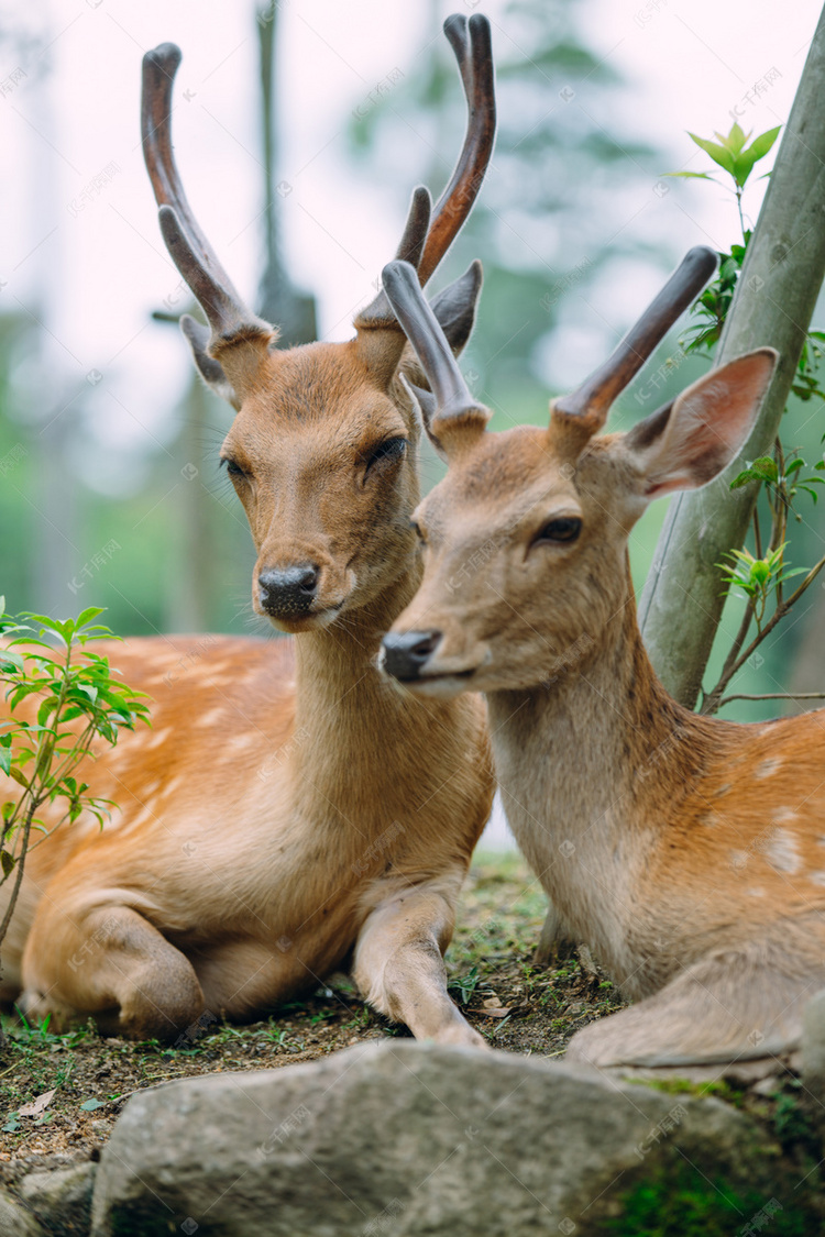 公园里两只梅花鹿摄影图