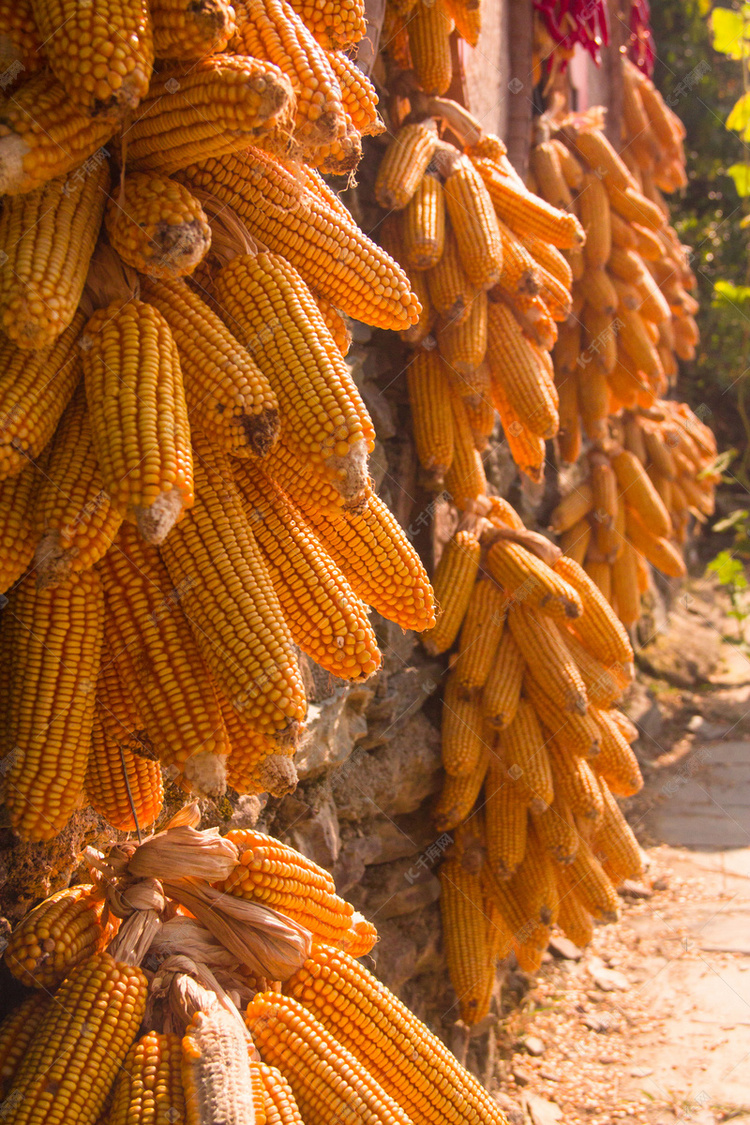 阳谷下玉米棒子摄影图