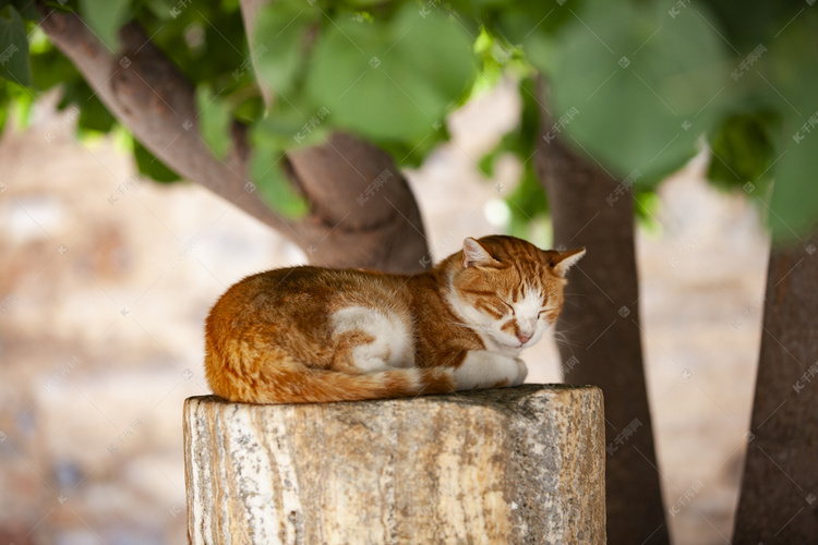 一只睡觉猫摄影图