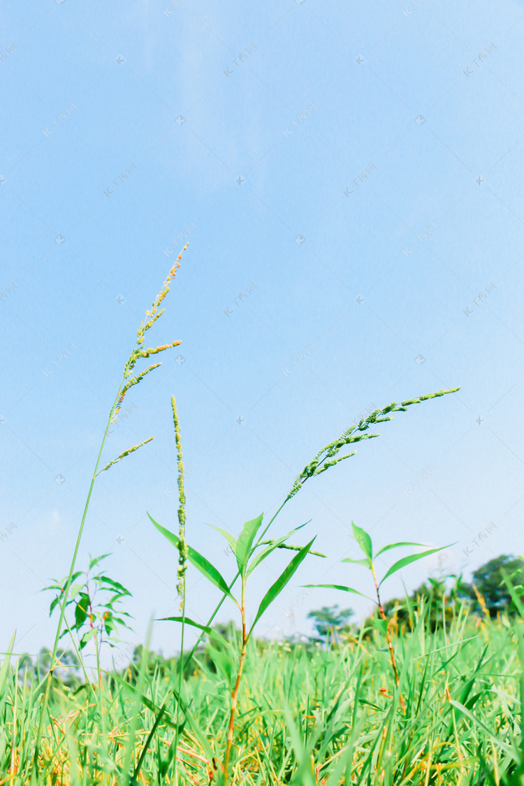  夏日清新小草背景摄影图