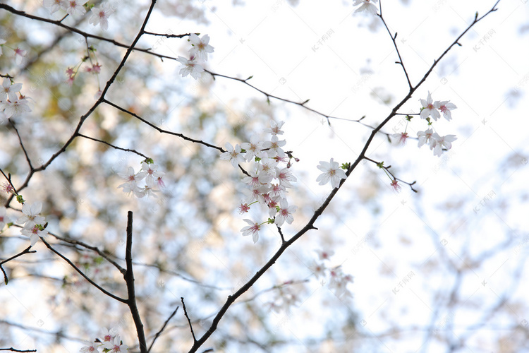 春天粉色花朵摄影图