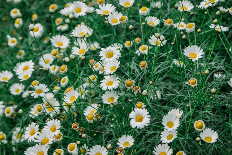 白晶菊花丛摄影图