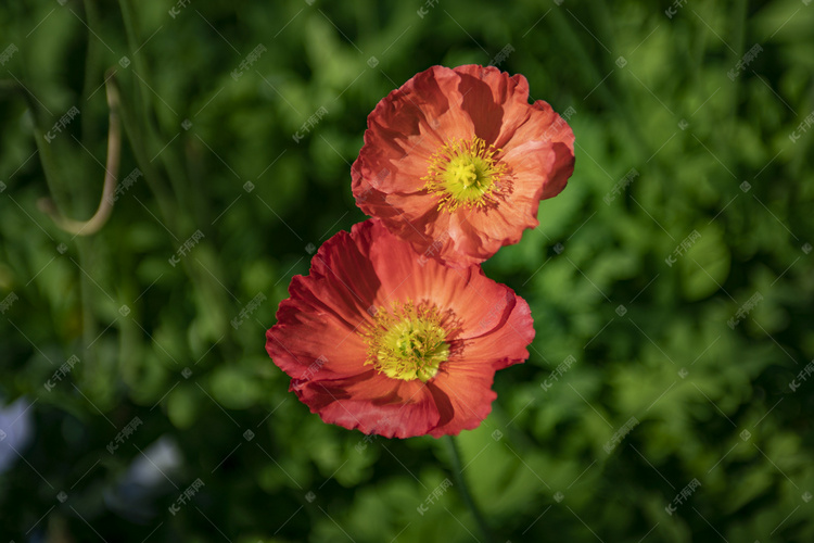 春天红色花朵摄影图