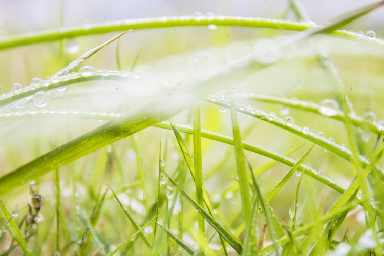 绿叶上水珠雨景摄影图