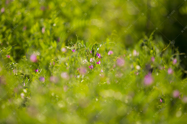 阳光照射小野花摄影图