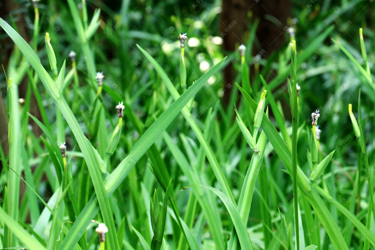 春夏绿色草丛叶子摄影图