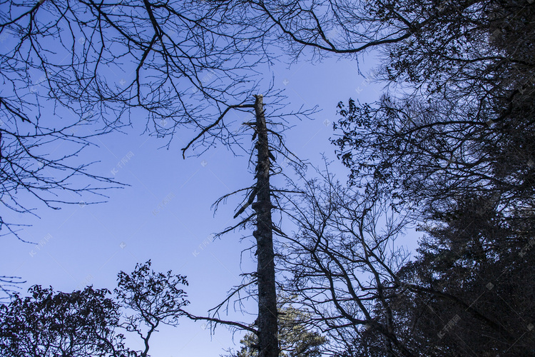 风景名胜尧山古树自然风光摄影图