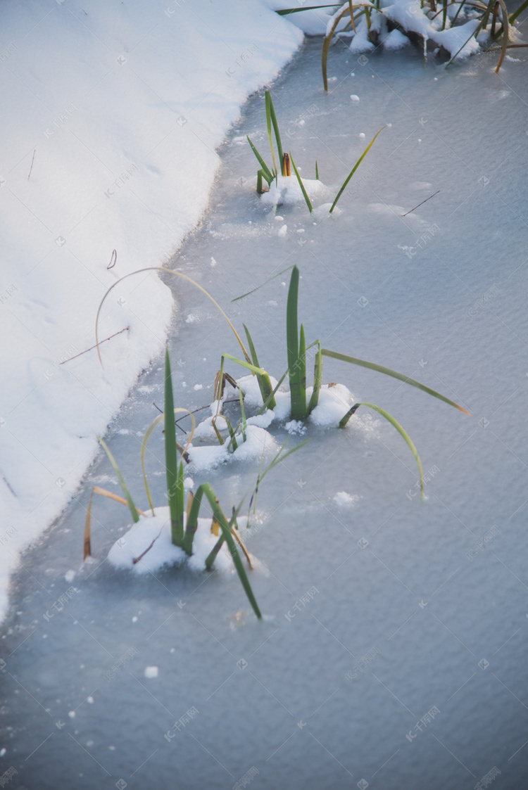 冰面上冻结小草摄影图