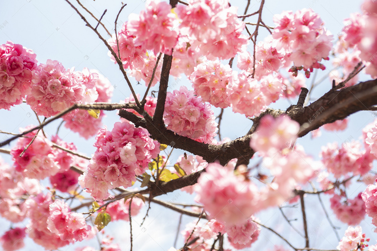 春天樱花繁花盛开自然风景摄影图
