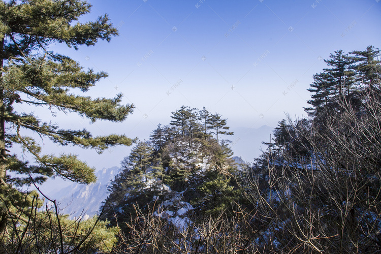 自然风光尧山古树摄影图