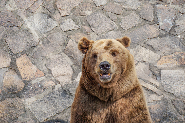 上海动物园美洲棕熊图