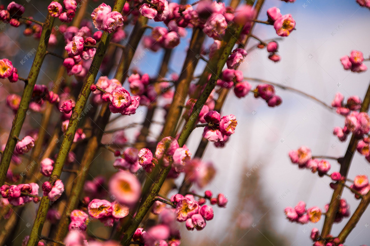 冬天梅花开粉红花枝自然风景摄影