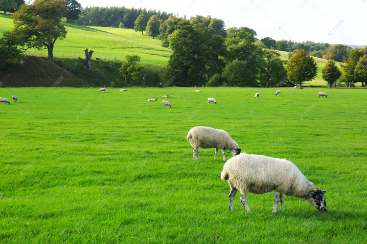 草地上羊摄影图