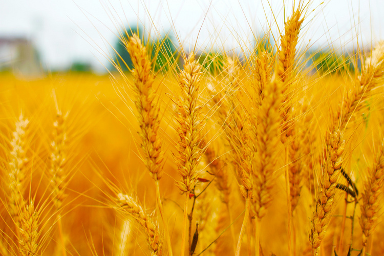 植物小麦成熟自然风景摄影图