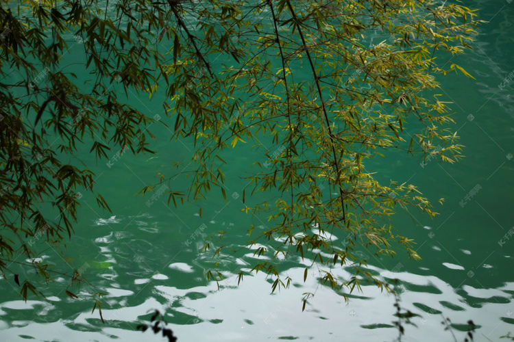 竹叶绿水自然风景摄影图