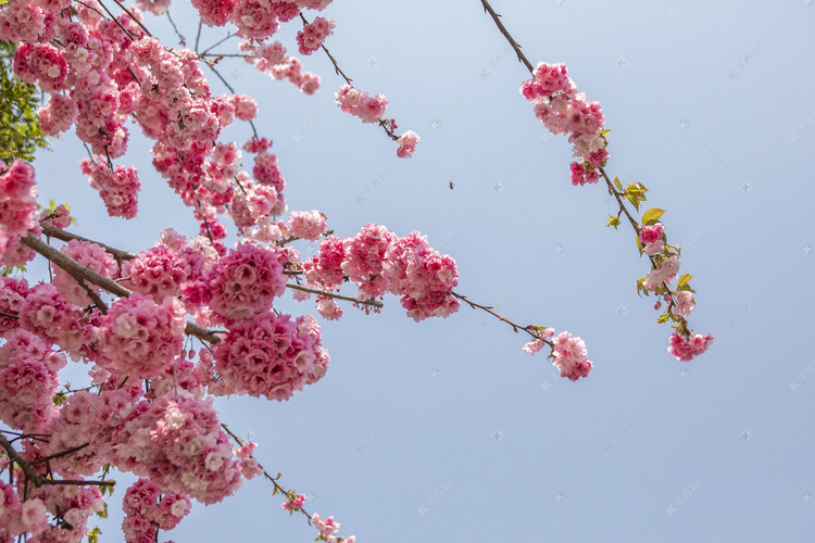 春天桃花朵朵繁花盛开10