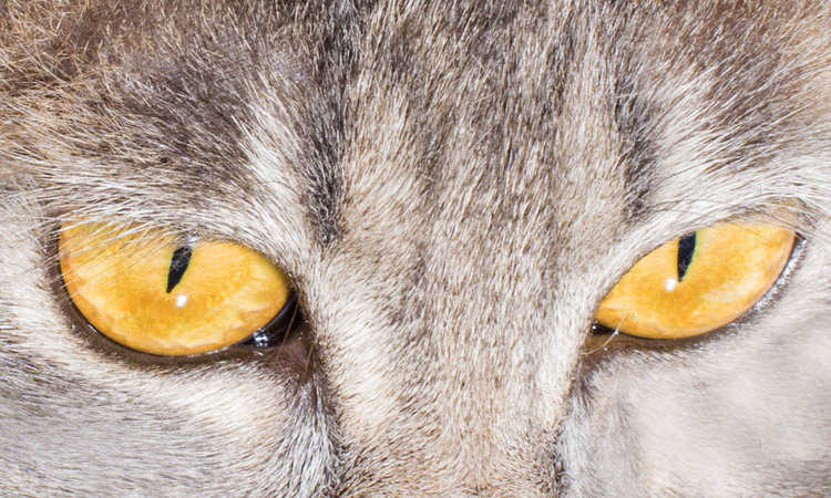 猫咪眼睛摄影图