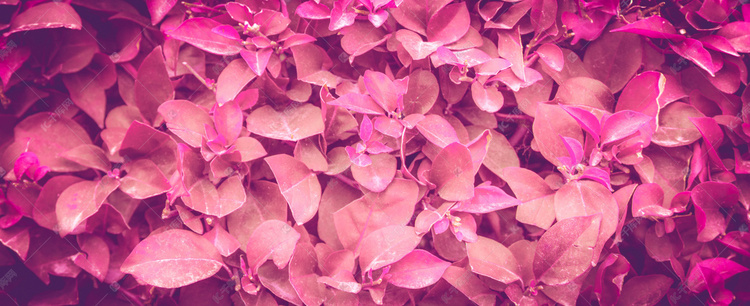 粉红色叶子摄影图
