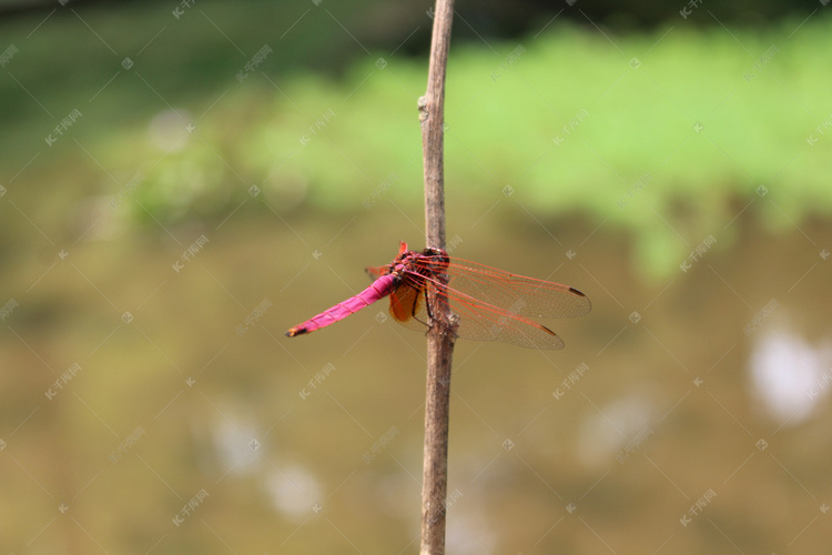 一只歇息红色蜻蜓摄影图
