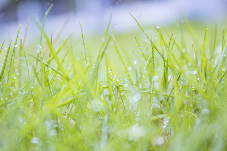 雨天草地摄影图