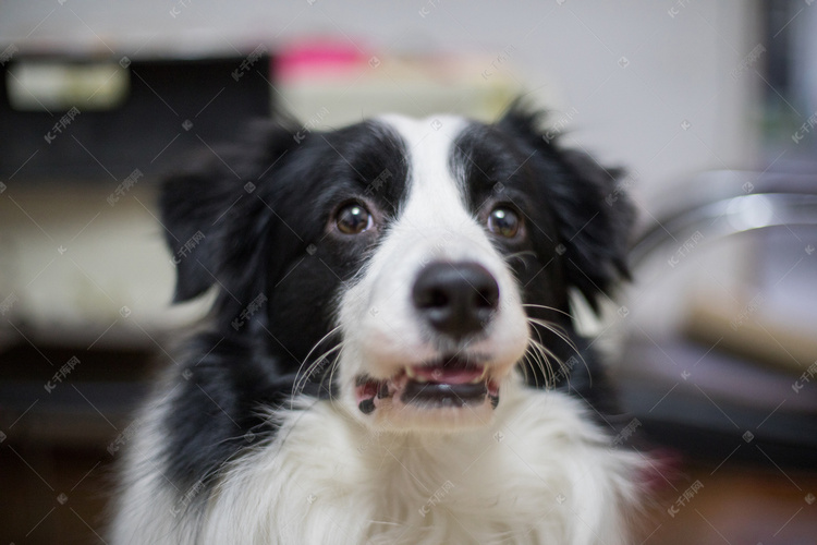 边境牧羊犬可爱宠物摄影图