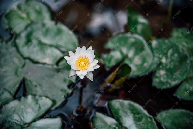白色莲花摄影图