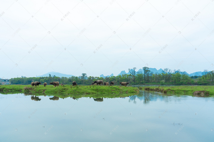 湖畔绿草放牛吃草摄影图
