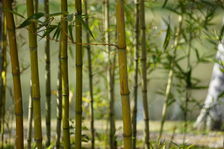春天绿色竹子自然风景摄影图