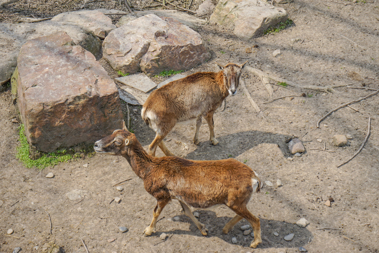 动物园野生动物鹿摄影图