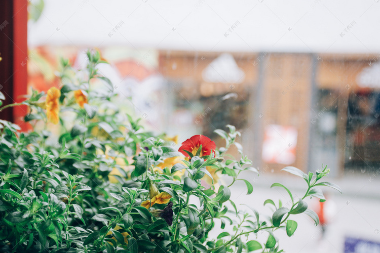 窗边植物盆栽花卉摄影图