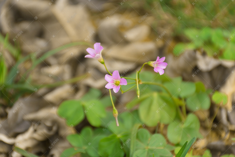 三叶草开出粉色花朵自然风景摄影