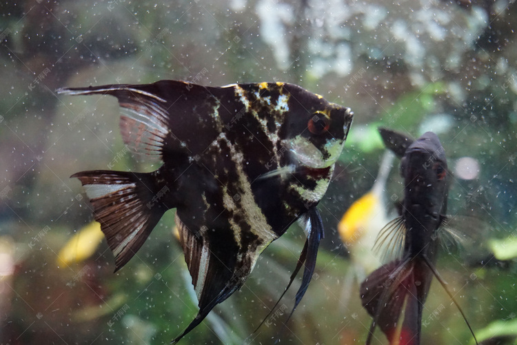 海底世界黑色热带鱼摄影图