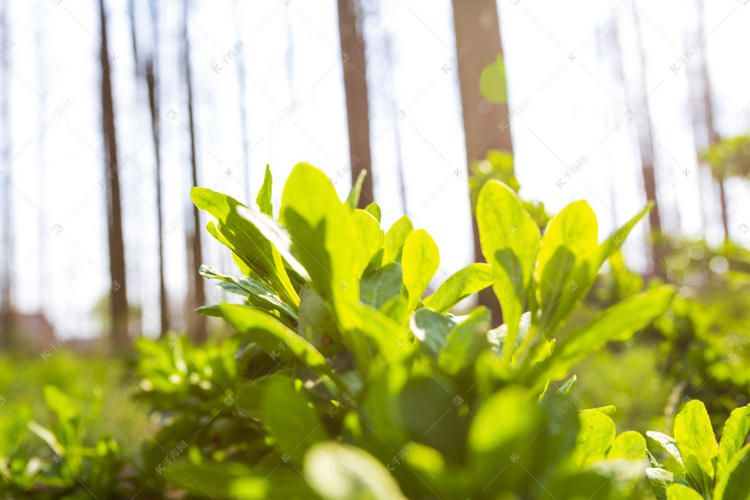 春天野外植物阳光自然风景摄影图