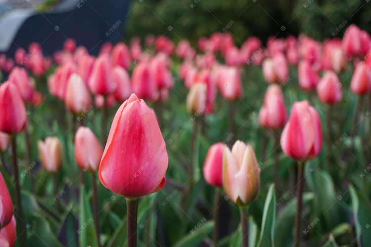 盛开粉红色郁金香自然风景摄影图